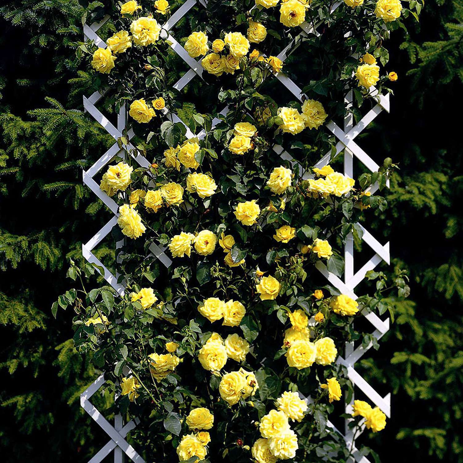 Kletterrose 'Goldstern®'