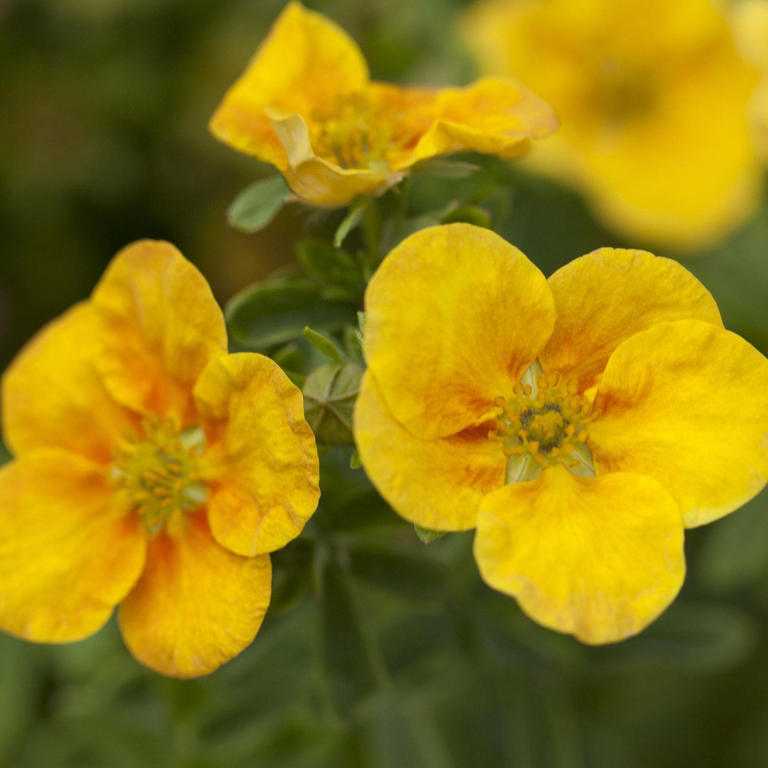 Kategorie <b>Produkt ohne Kategoriezuordnung </b> - Fingerstrauch &#039;Mango Tango&#039;, 3 Liter, 30 - 40 cm Liefergröße: 30 - 40cm - Potentilla &#039;Mango Tango&#039;