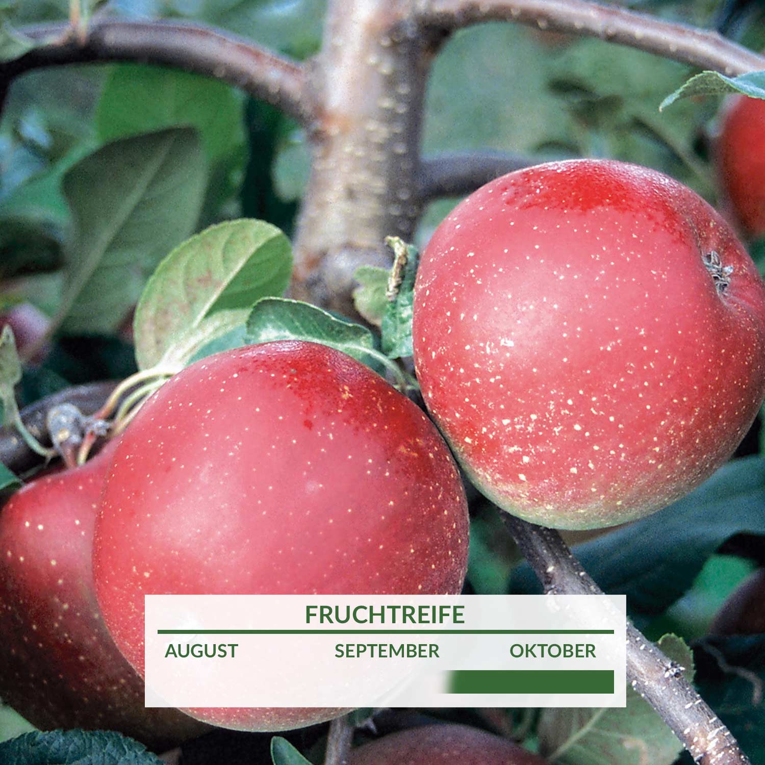 Kategorie <b>Produkt ohne Kategoriezuordnung </b> - Apfel &#039;Roter Gravensteiner&#039; Liefergröße: 80 - 100 cm - Malus &#039;Roter Gravensteiner&#039;