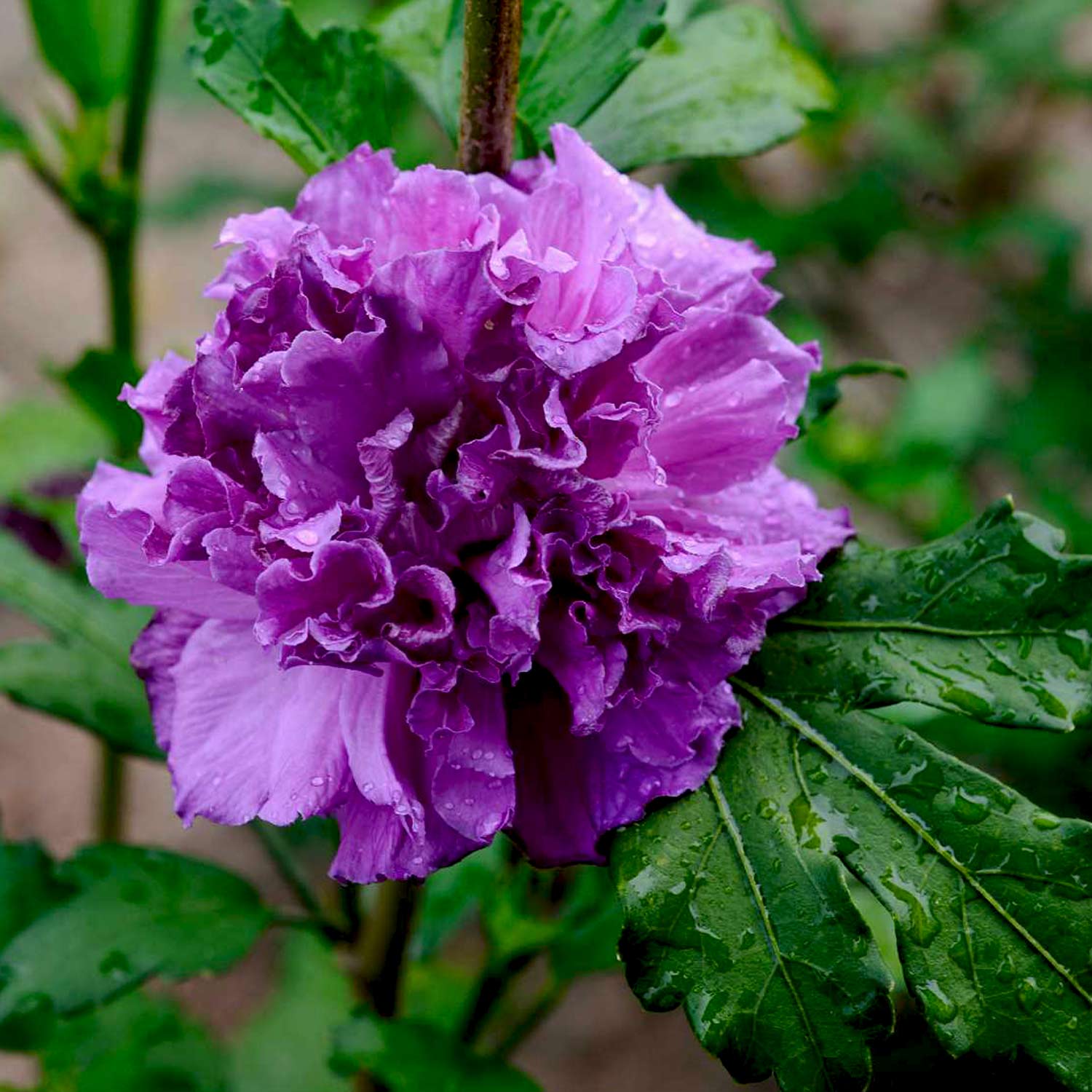 Garteneibisch 'French Cabaret' purple