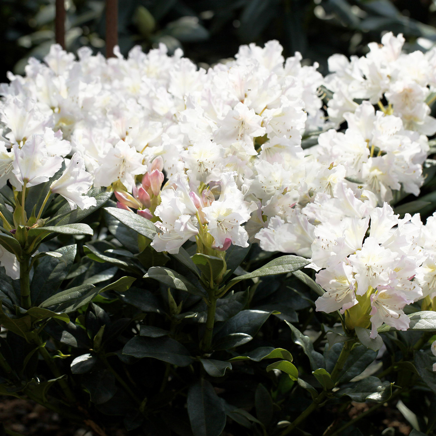 Rhododendron Hybride 'Cunninghams White'