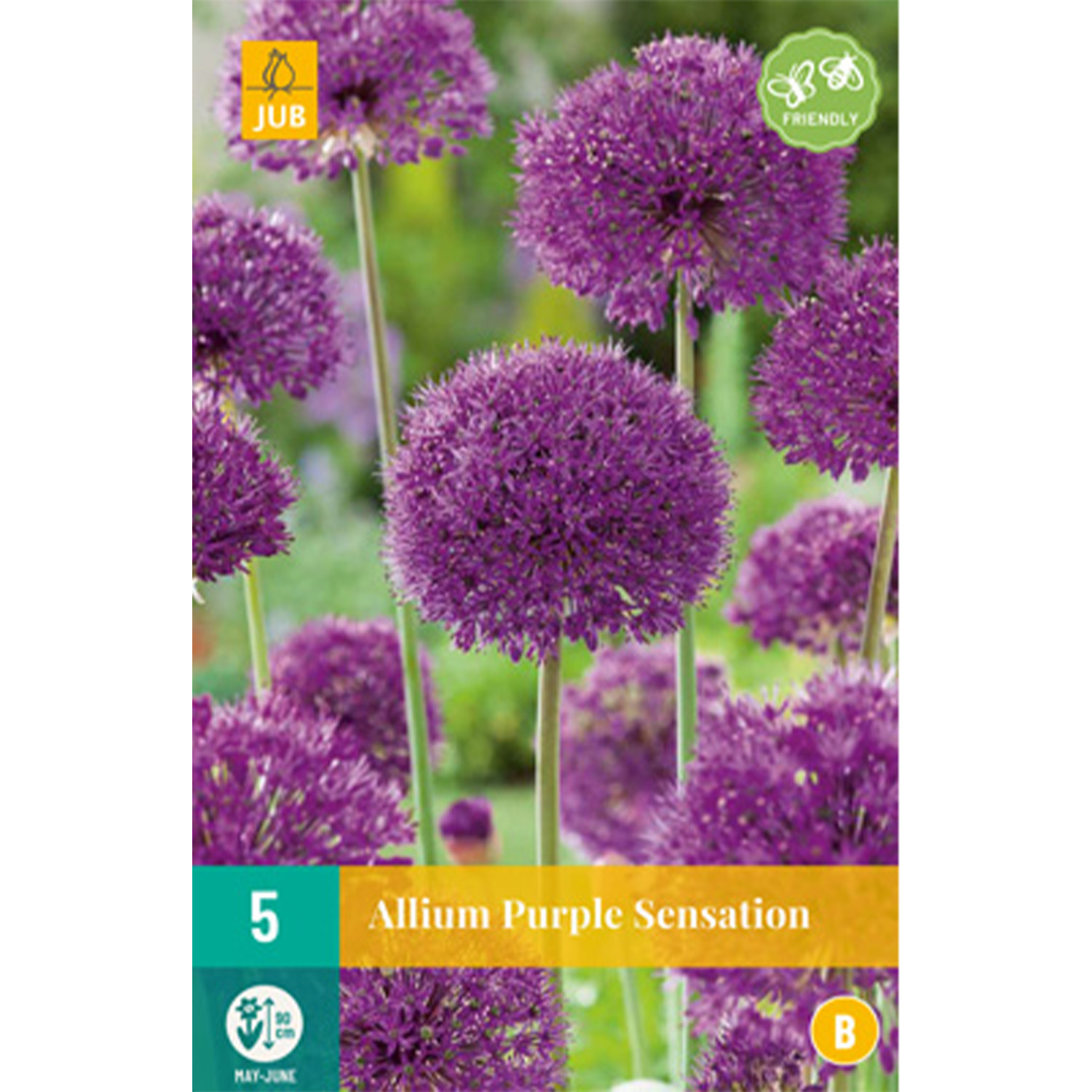 Allium 'Purple Sensation' (Iranlauch)