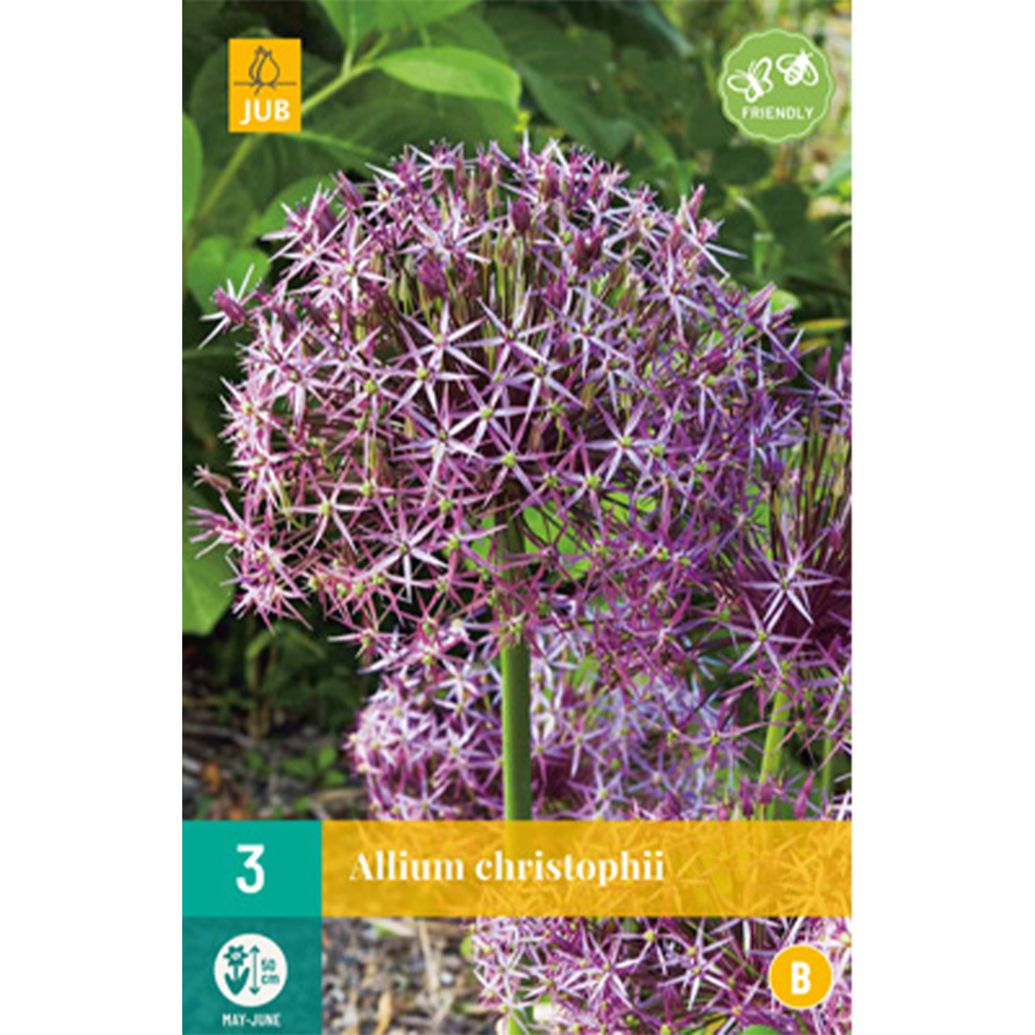 Allium christophii 'Sternschnuppe'