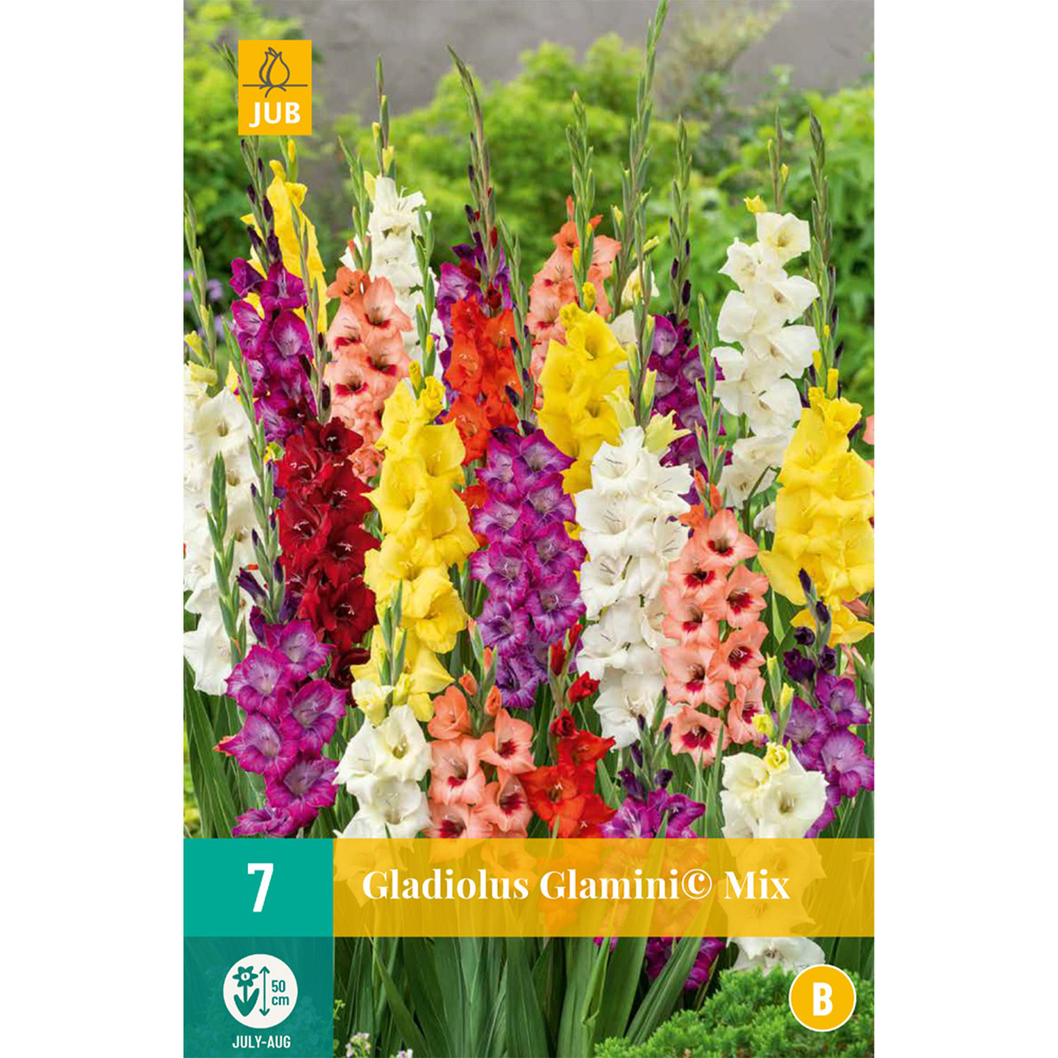 Zwerg-Gladiole 'Glamini® Mixed', 7 Stück