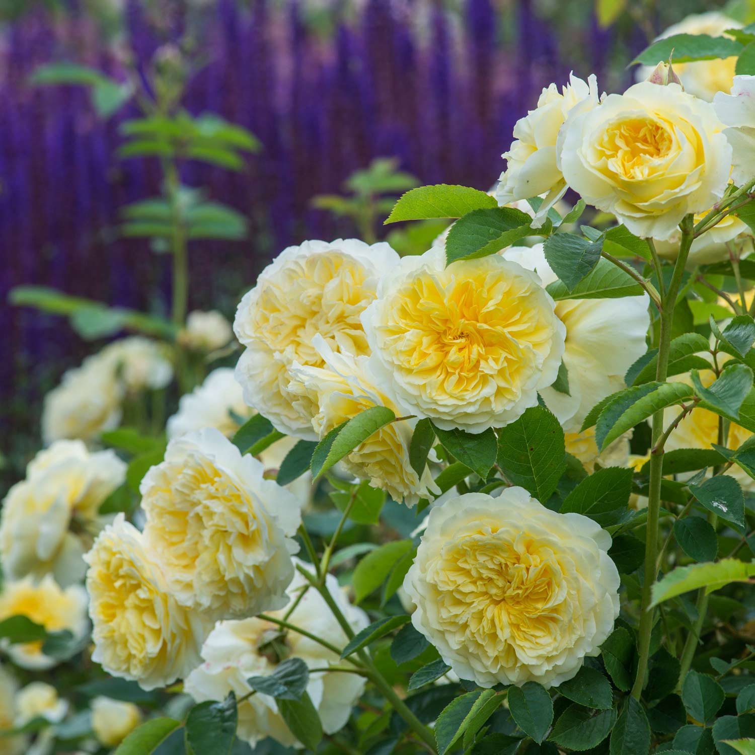 David Austin-Kletterrose 'The Pilgrim®' - AGM-Rose