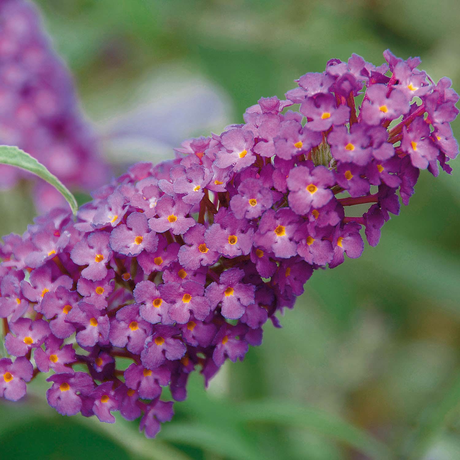 Zwerg-Sommerflieder 'Buzz Pink Purple'