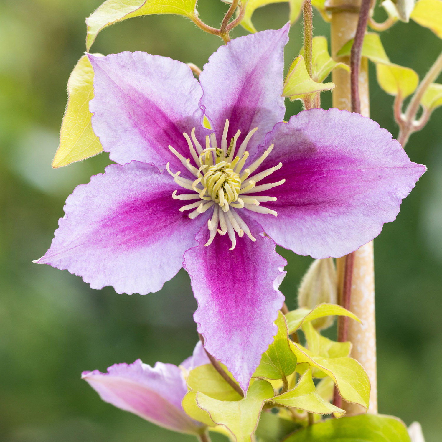 Clematis 'Piilu'