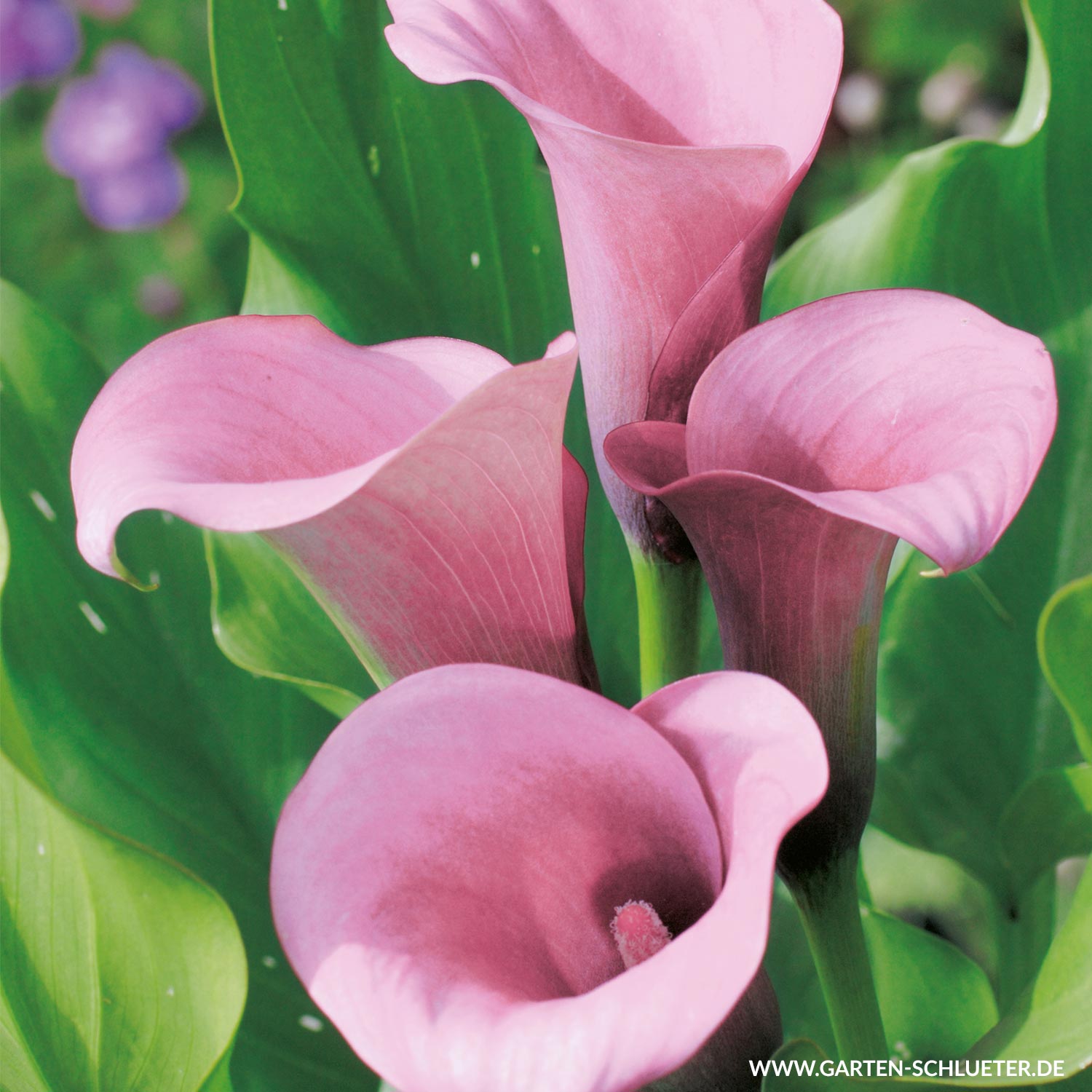 Calla 'Captain Violetta' - 1 Stück