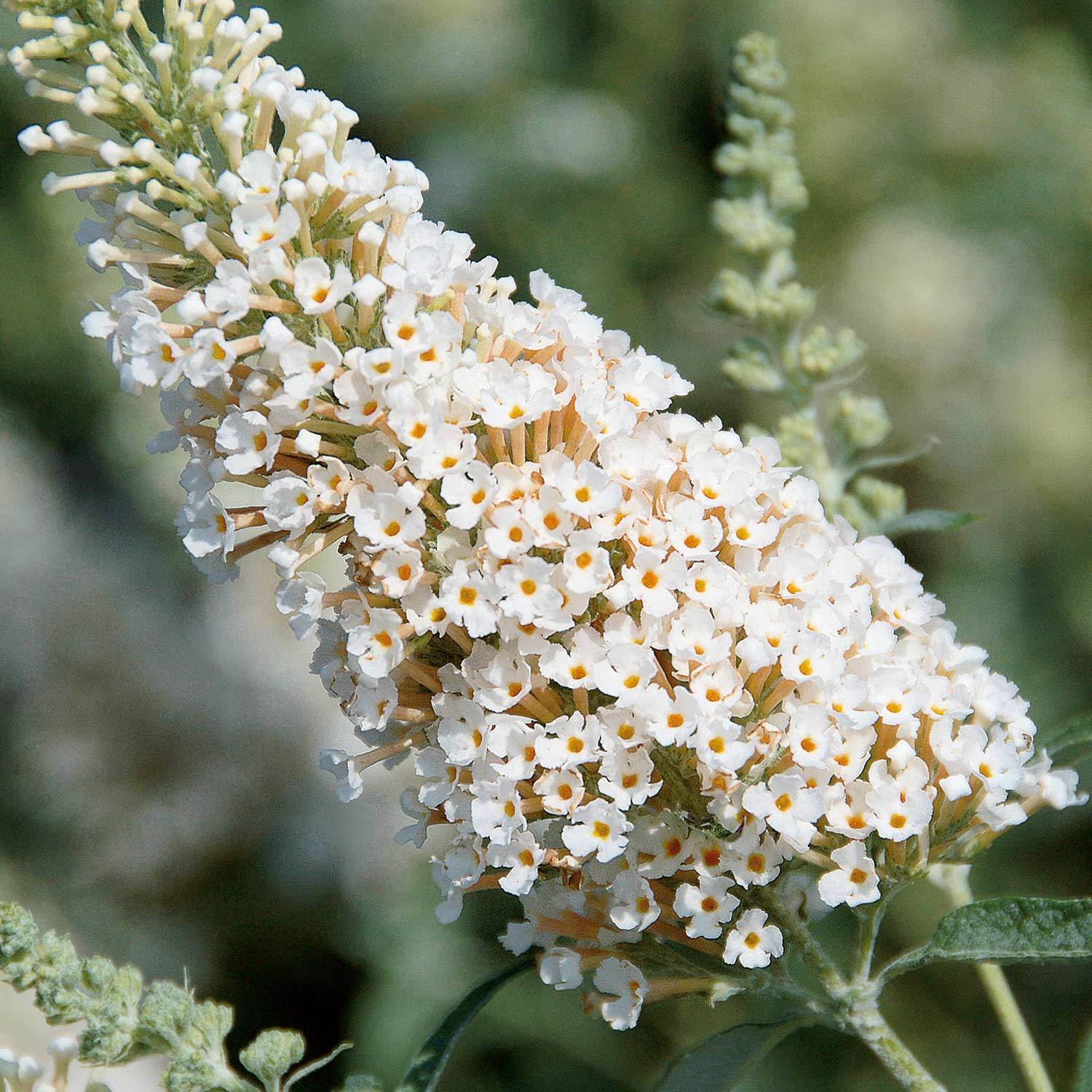 Zwerg-Schmetterlingsflieder 'BUZZ Ivory'