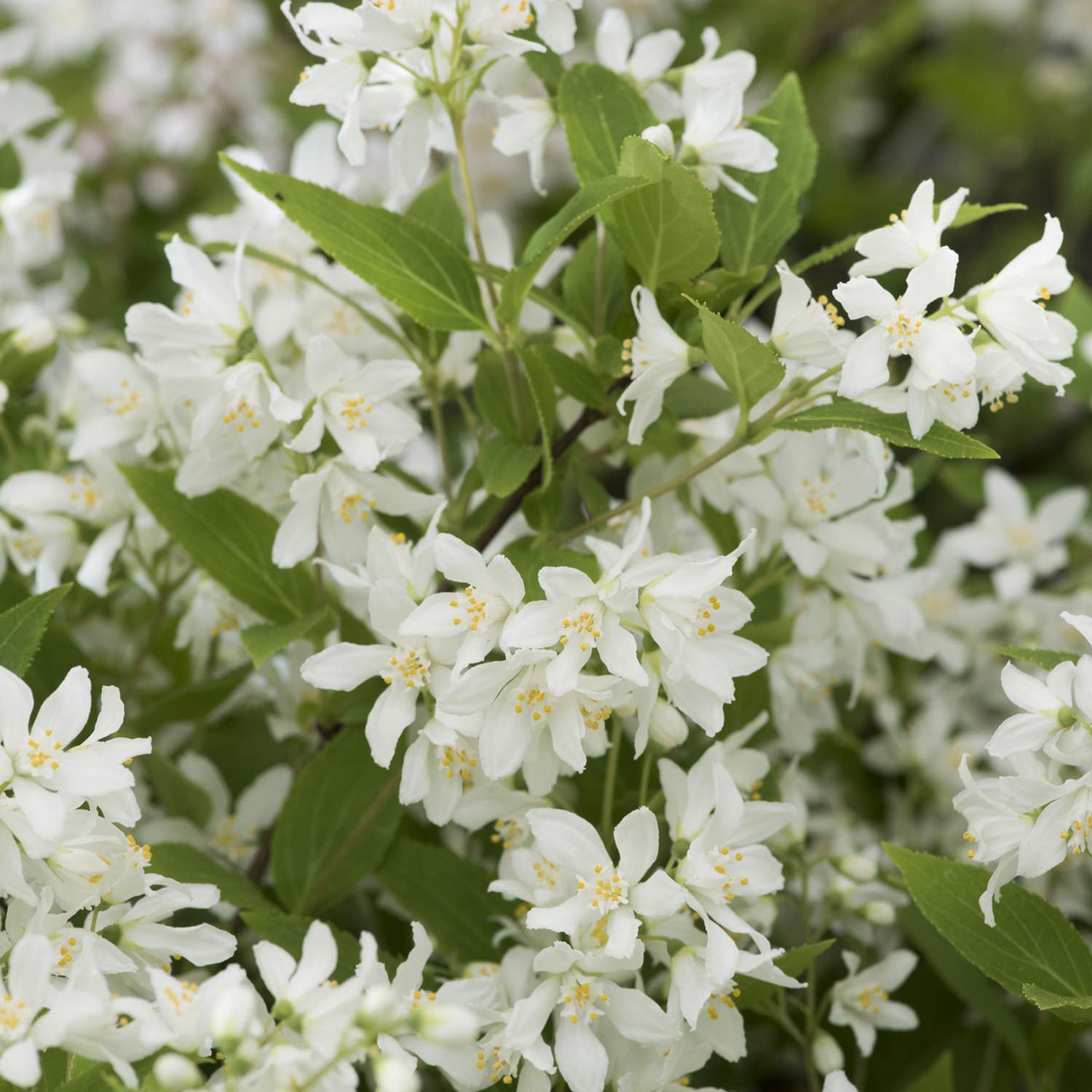 Maiblumenstrauch 'Yuki Snowflake®'