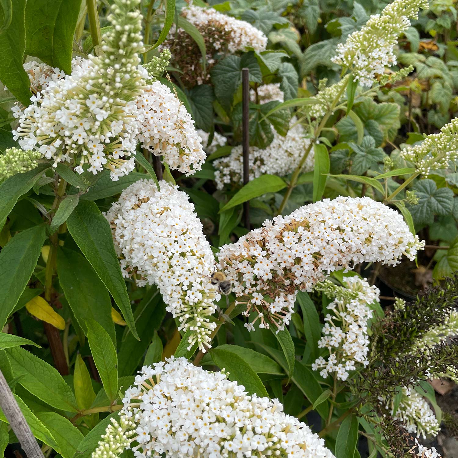 Schmetterlingsflieder 'Peace'