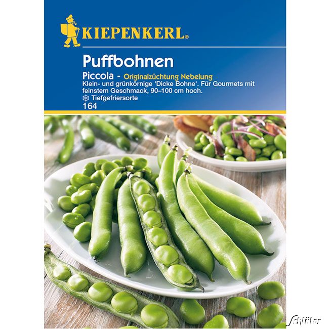 Puffbohne 'Piccola' (Dicke Bohnen)