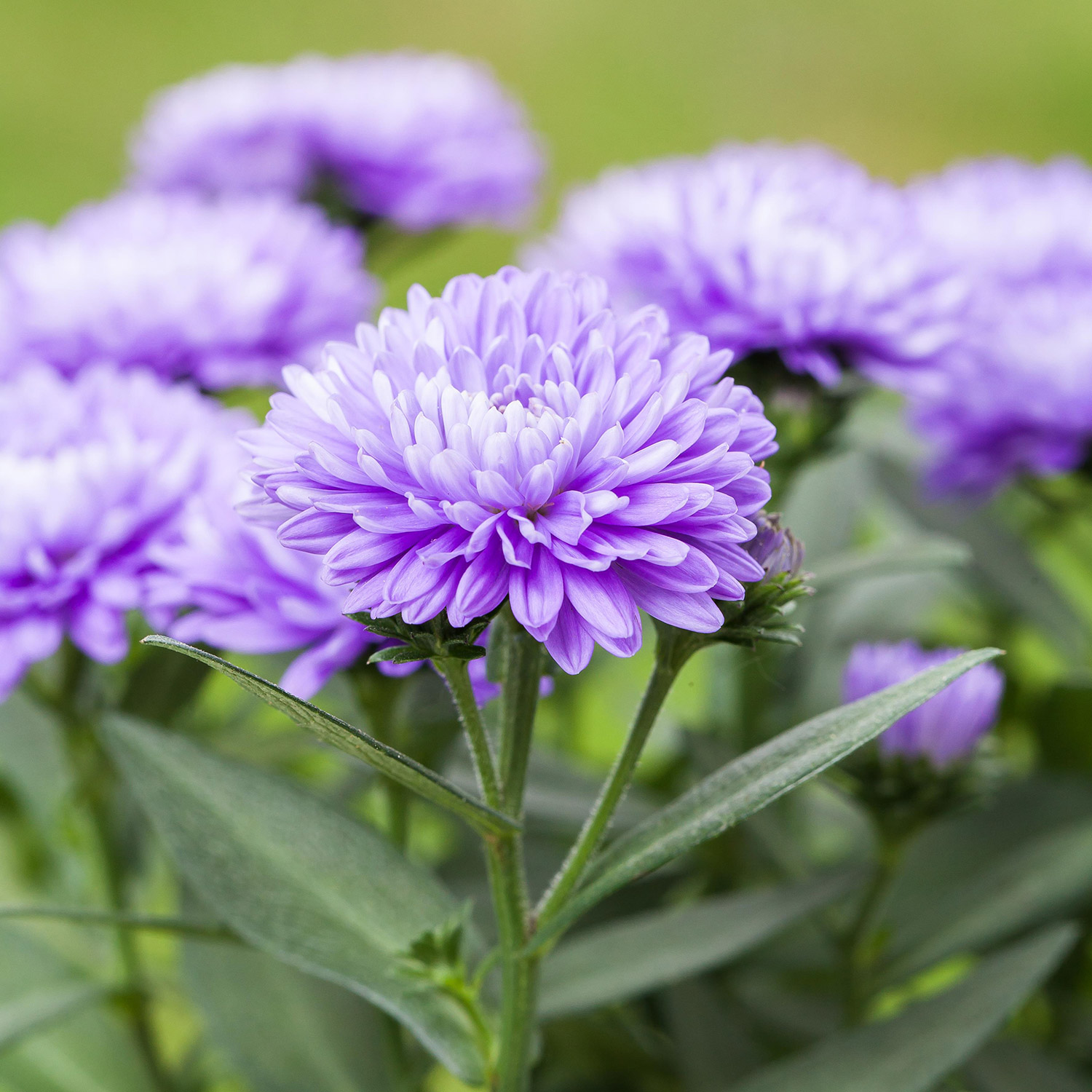 Glattblatt-Aster 'Schöne von Dietlikon'