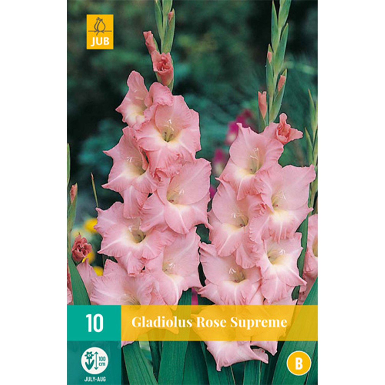 Gladiole 'Rose Supreme' - 10 Stück