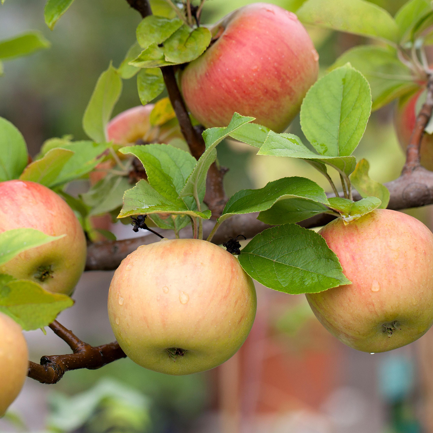 Kategorie <b>Produkt ohne Kategoriezuordnung </b> - Apfel &#039;Goldparmäne&#039; - &#039;Reine de Reinettes&#039; - Allergiker geeignet Liefergröße: 80 - 100 cm - Malus &#039;Goldparmäne&#039;