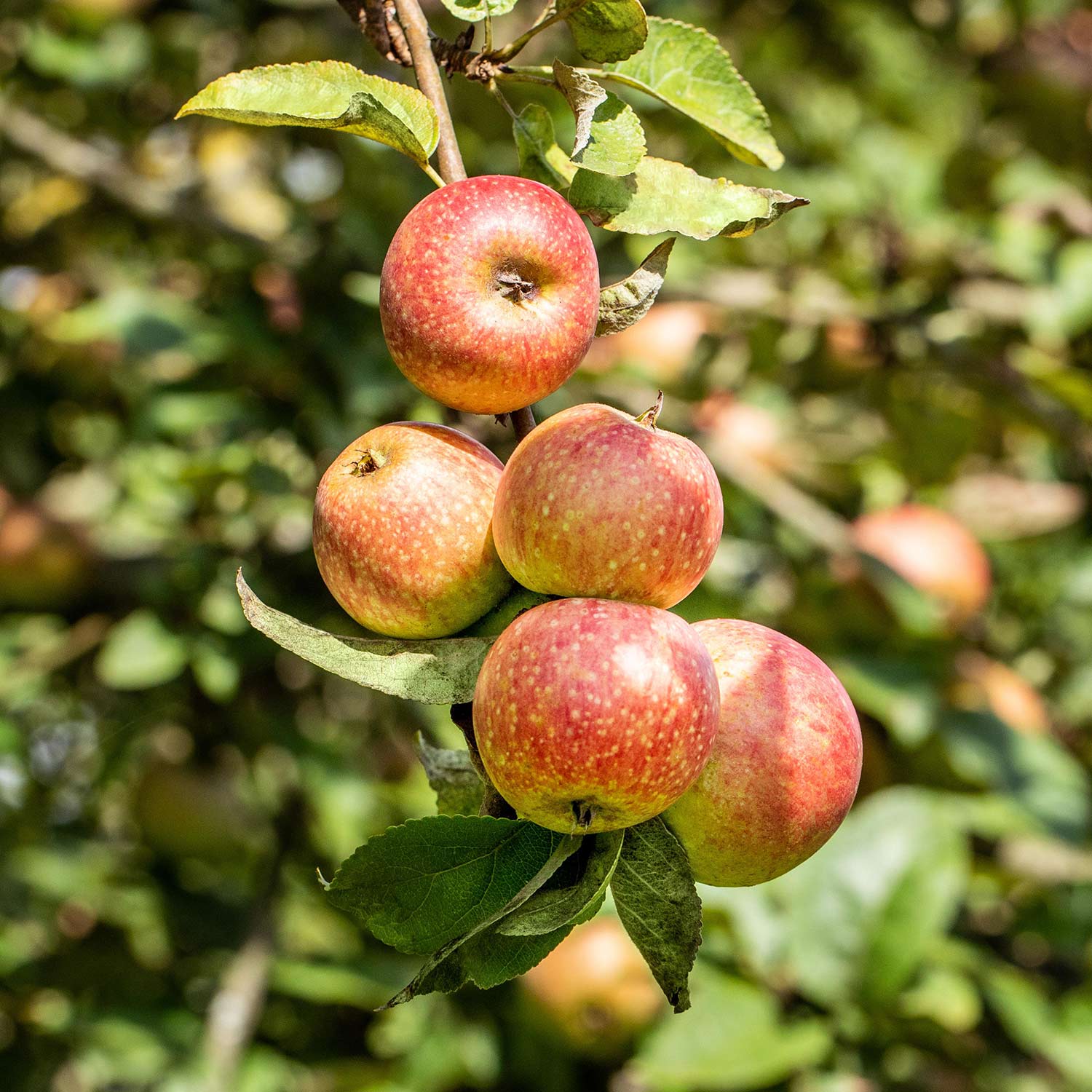 Winterapfel 'Altländer Pfannkuchenapfel' / 'Echter Pfannkuchenapfel' / 'Thurgauer Kent'