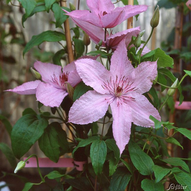 Clematis 'Hagley Hybrid'