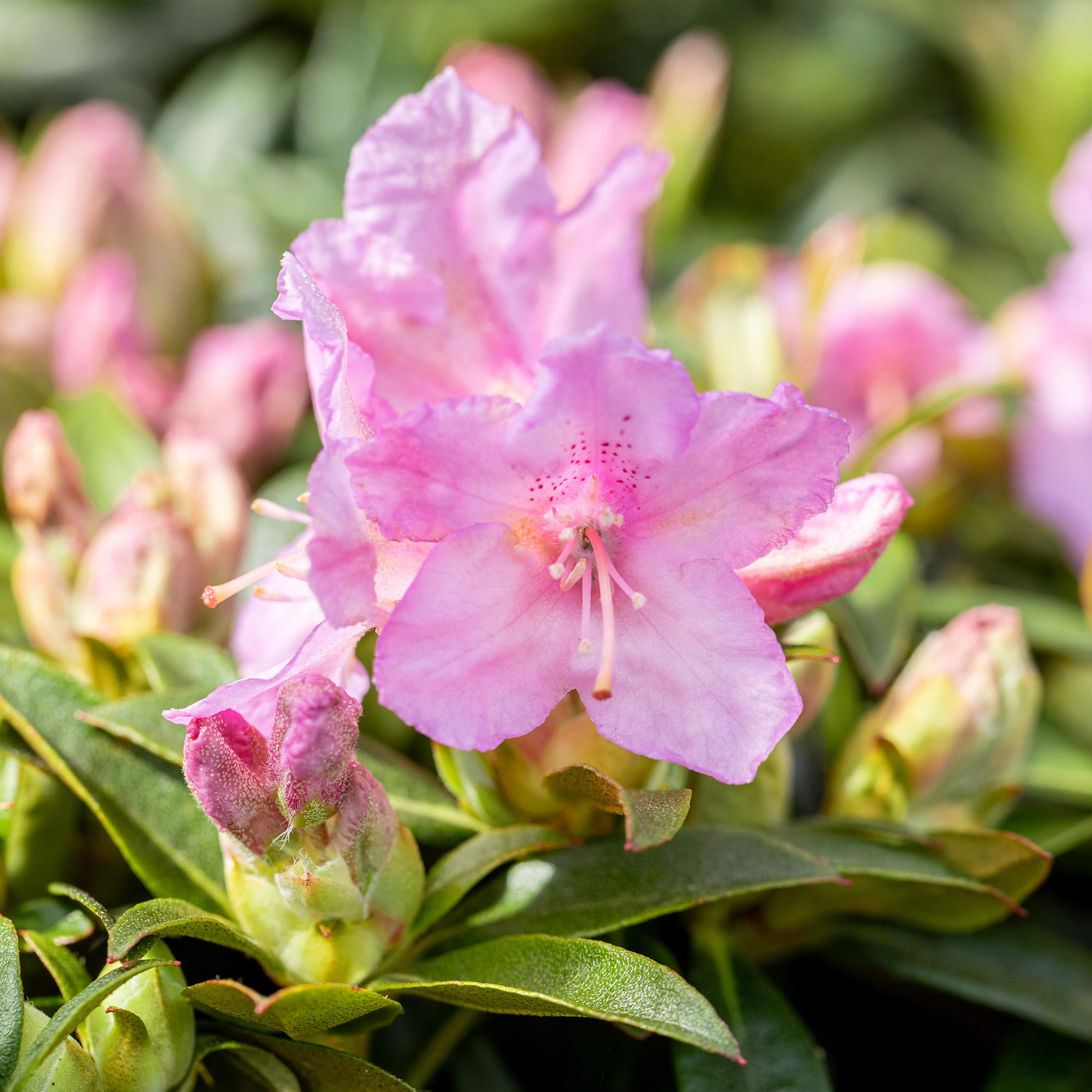 Chinesischer Zwergrhododendron 'Robert Seleger'