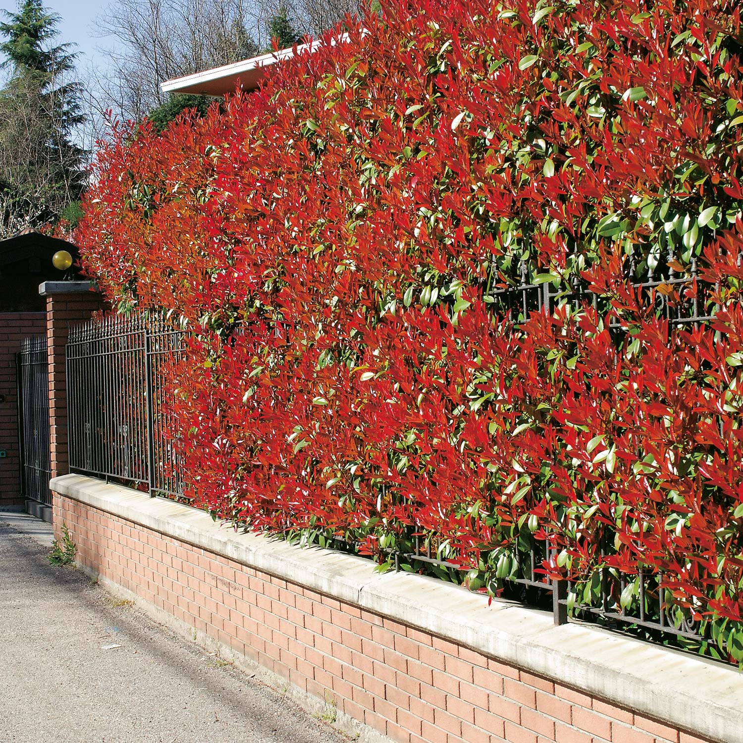 Rote Glanzmispel 'Red Robin'