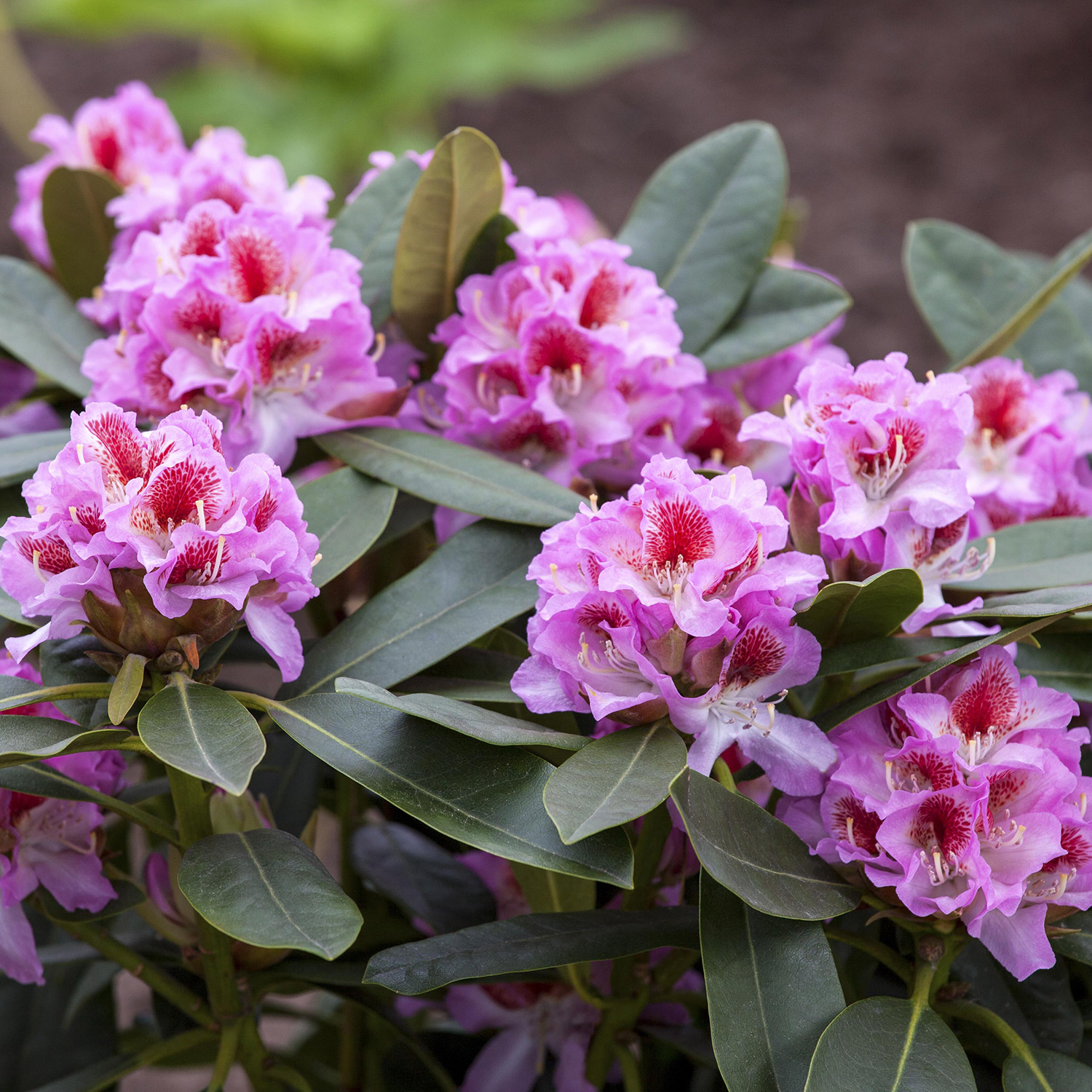 Rhododendron 'Belami®'