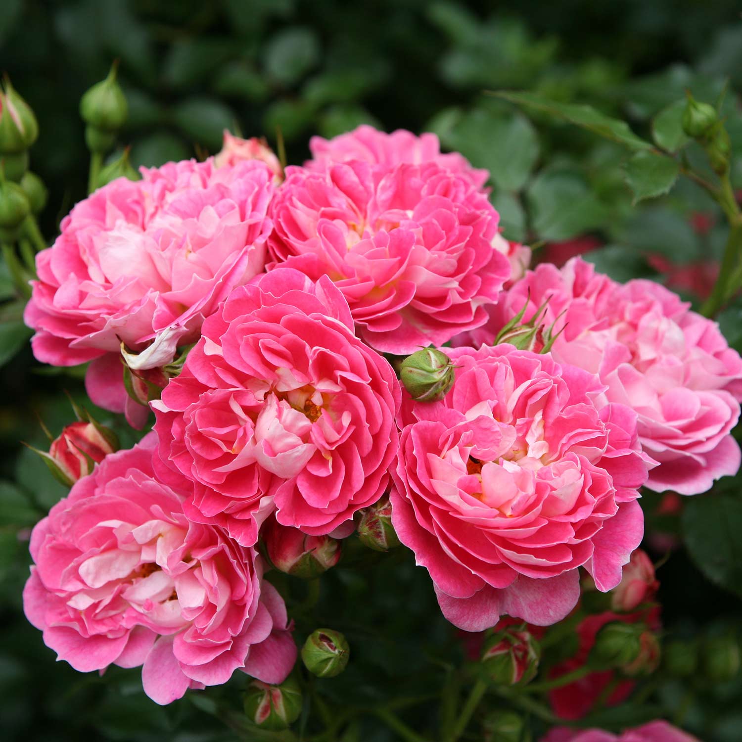 Zwergrose 'Charmant®' - ADR-Rose