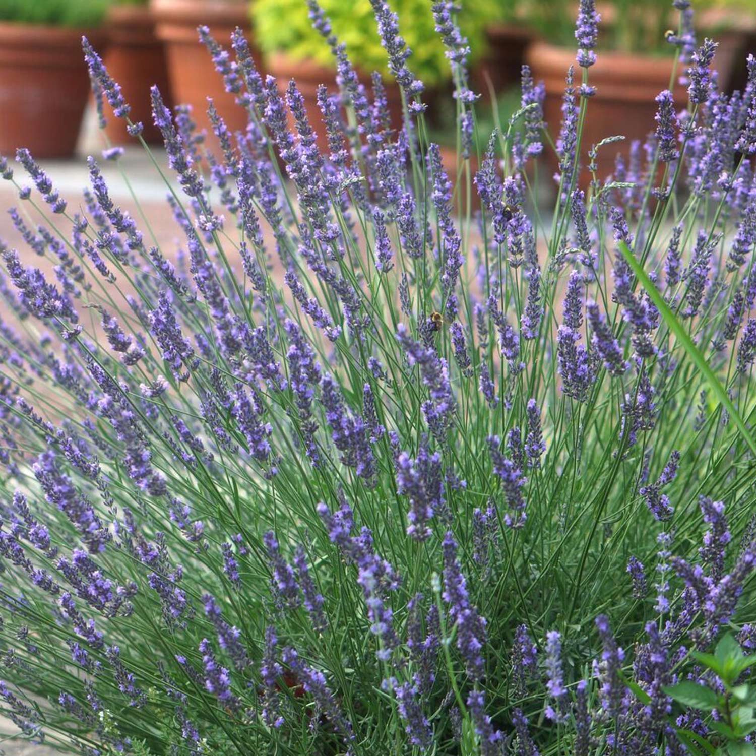 Lavendel 'Essence Purple'