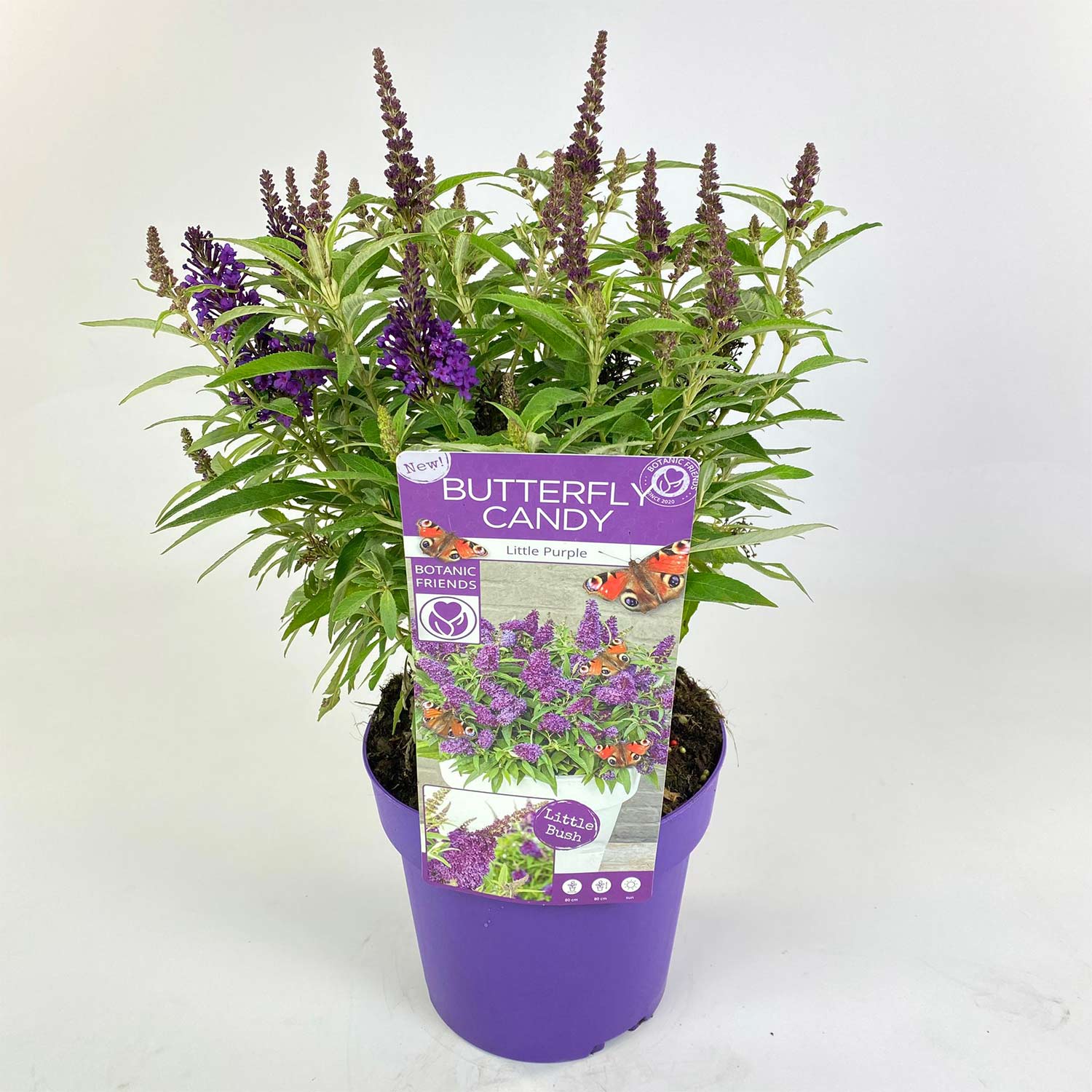 Zwerg-Schmetterlingsflieder 'Butterfly Candy® Little Purple'