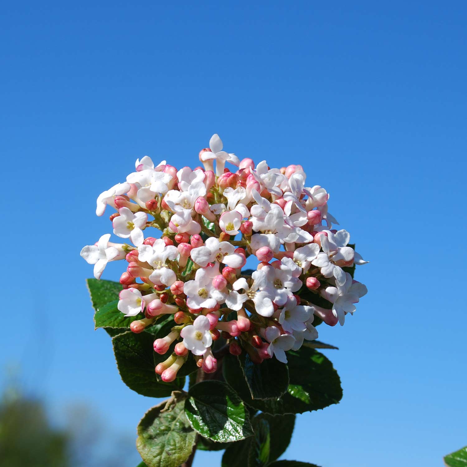 Osterschneeball 'Anne Russell'