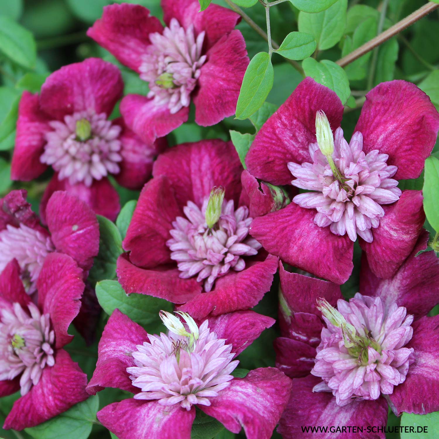 Clematis viticella 'Avant-garde' TM Evipo 033N.