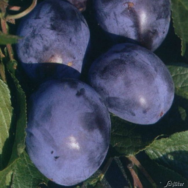 Selbstfruchtende Säulen-Zwetsche 'Imperial'