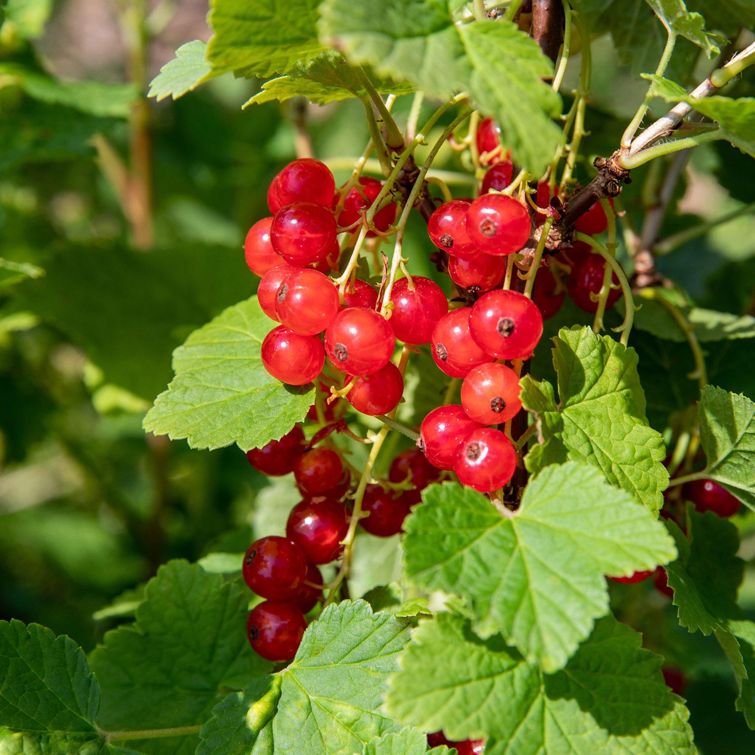 Rote Johannisbeere 'Rolan'