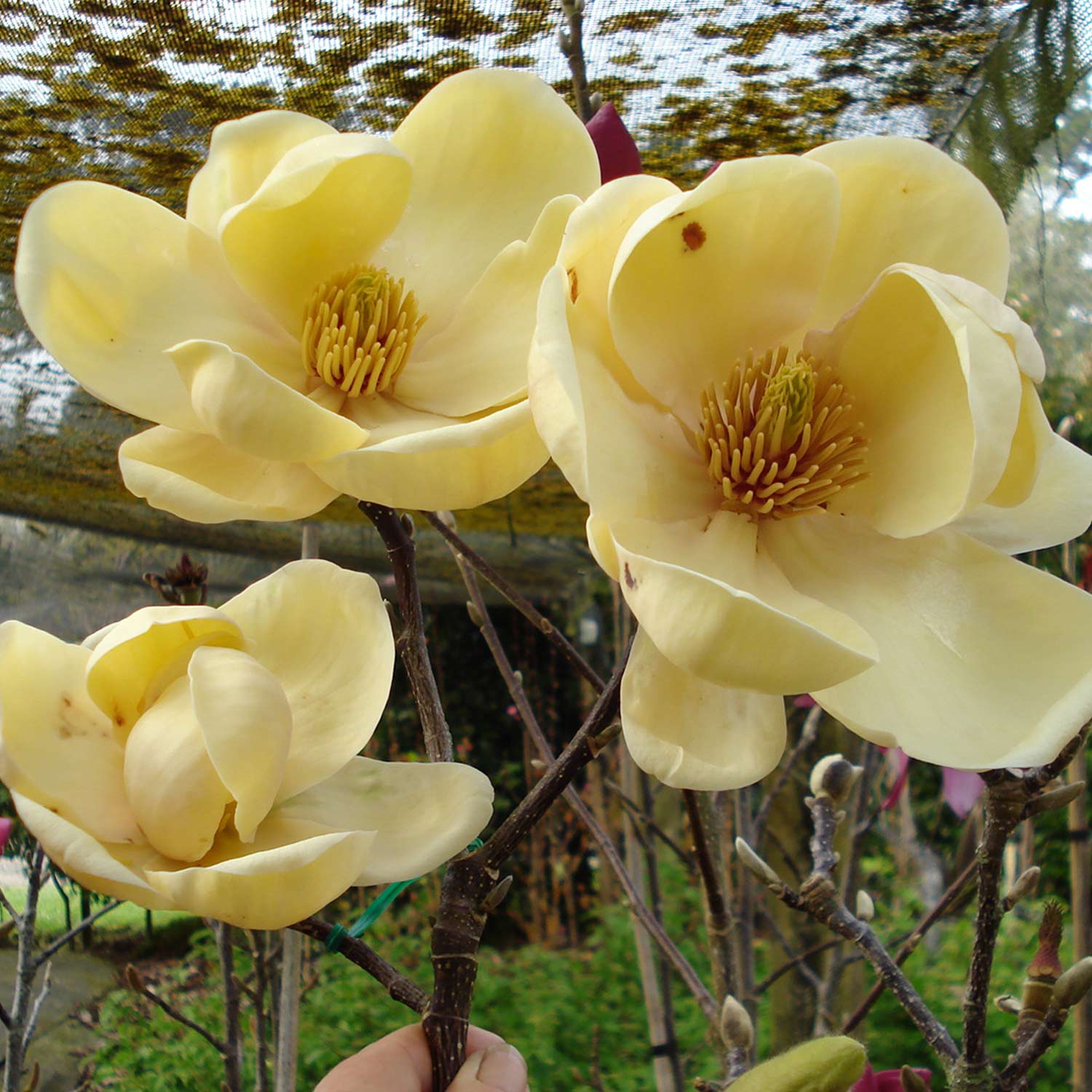 Magnolie 'Honey Tulip'