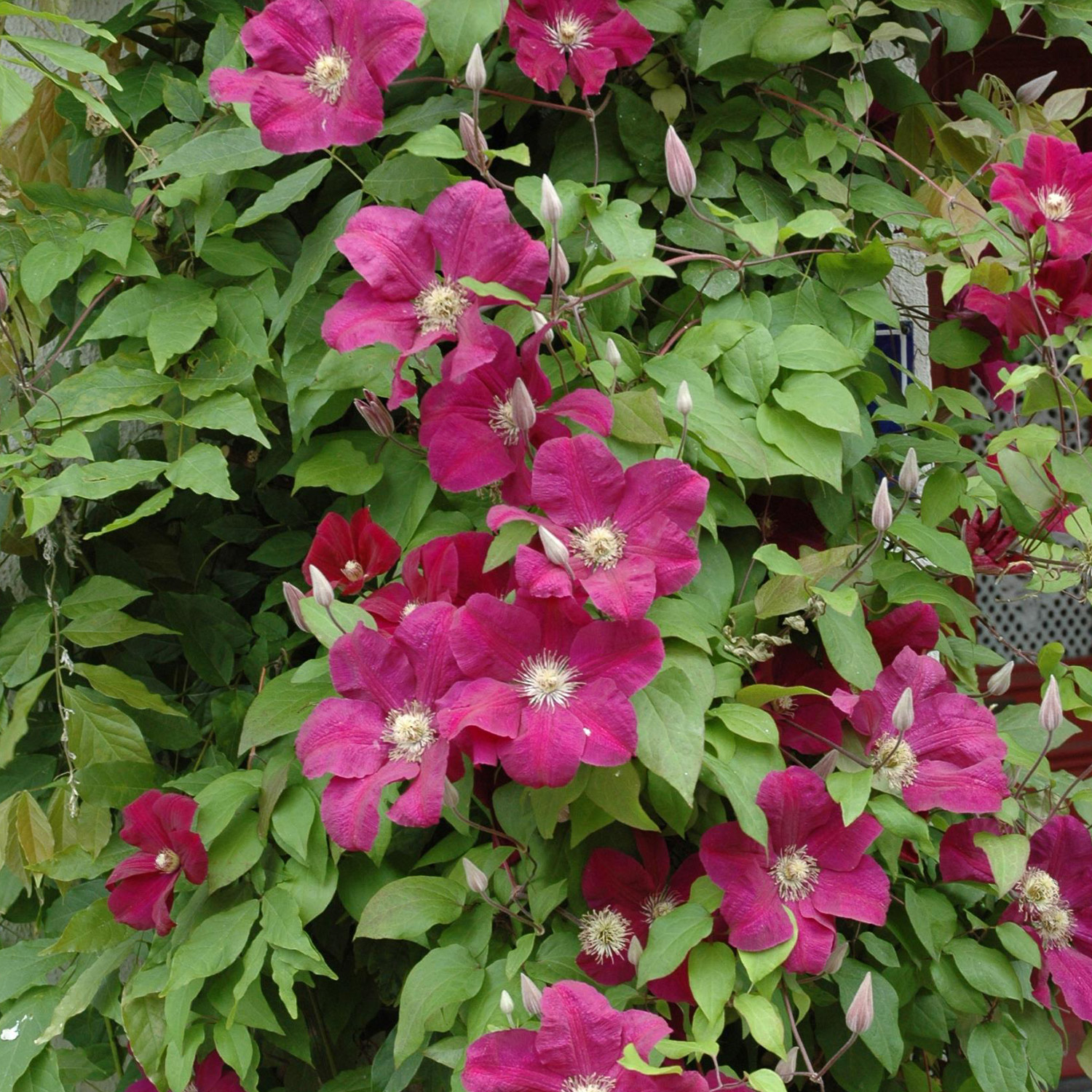 Clematis 'Rouge Cardinal'