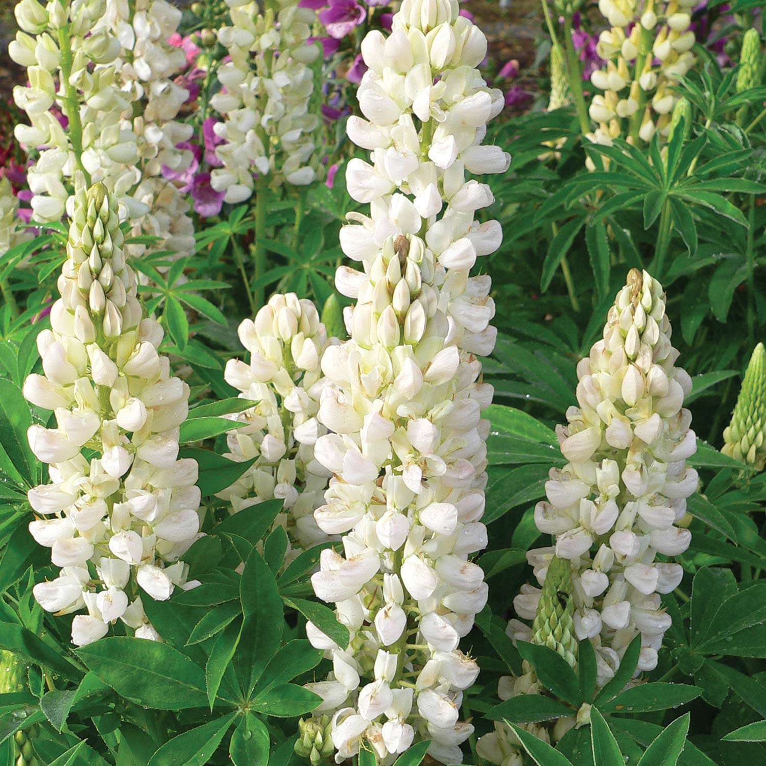 Gartenlupine 'Weiß' - 3 Stück