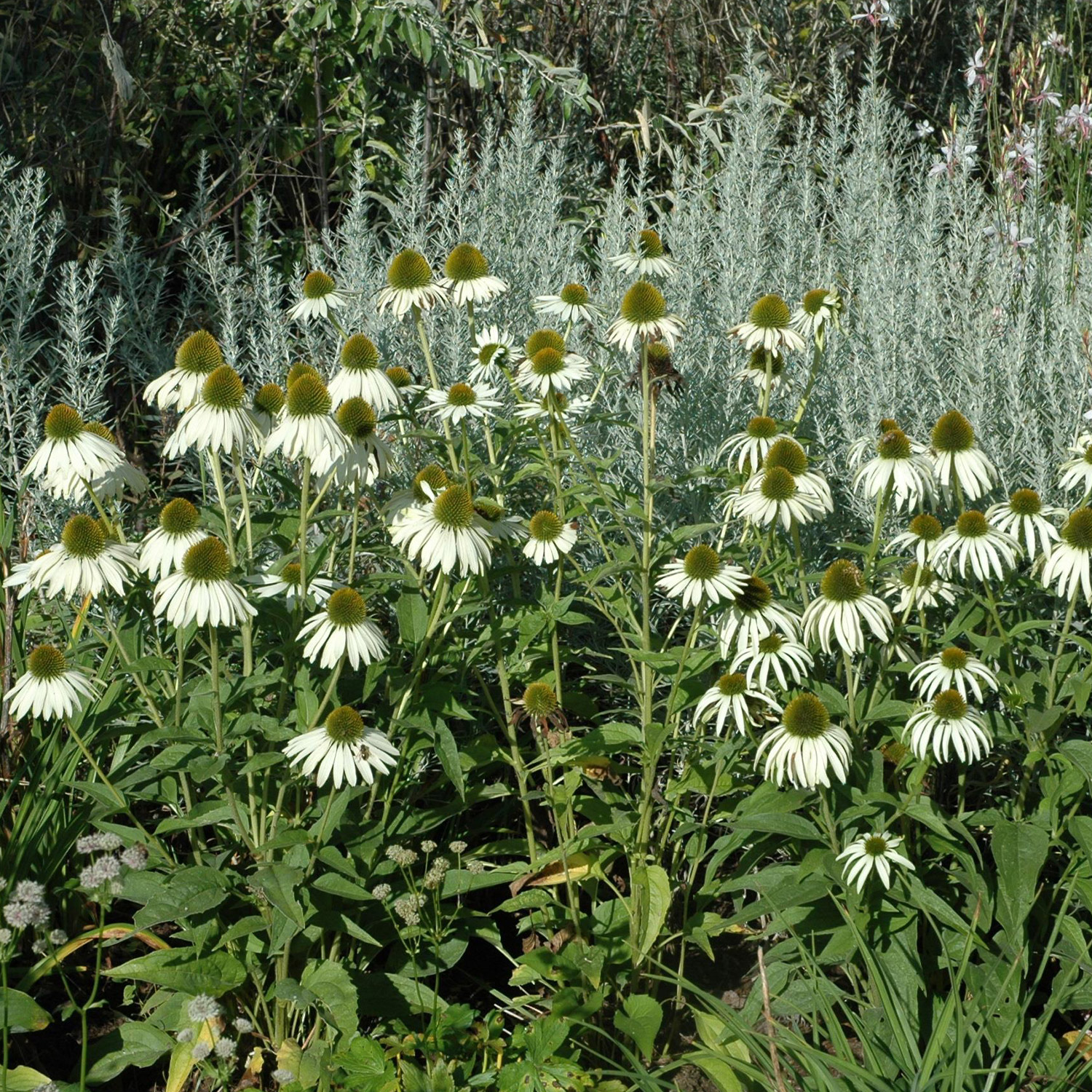 Weißer Sonnenhut 'Alba'