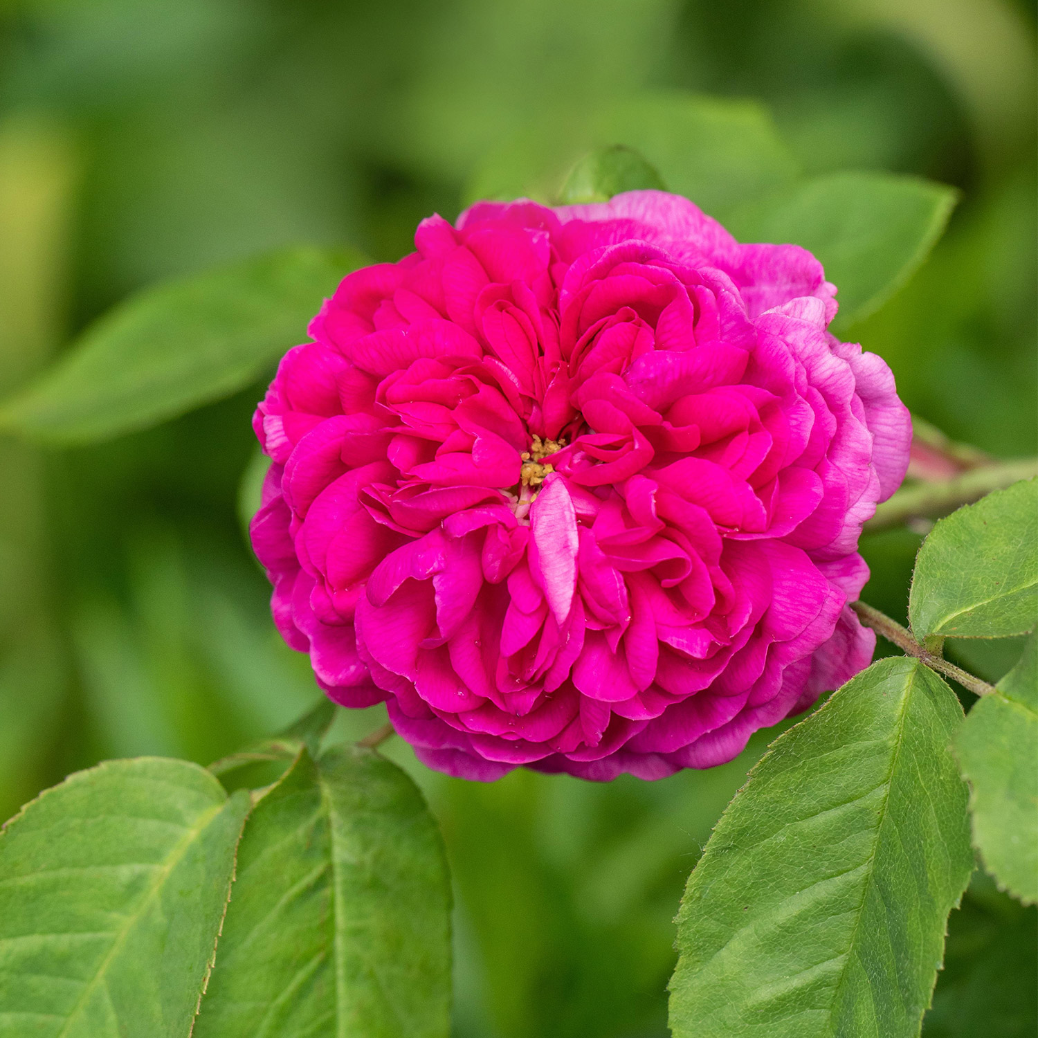 Historische Strauchrose 'Rose de Resht®'