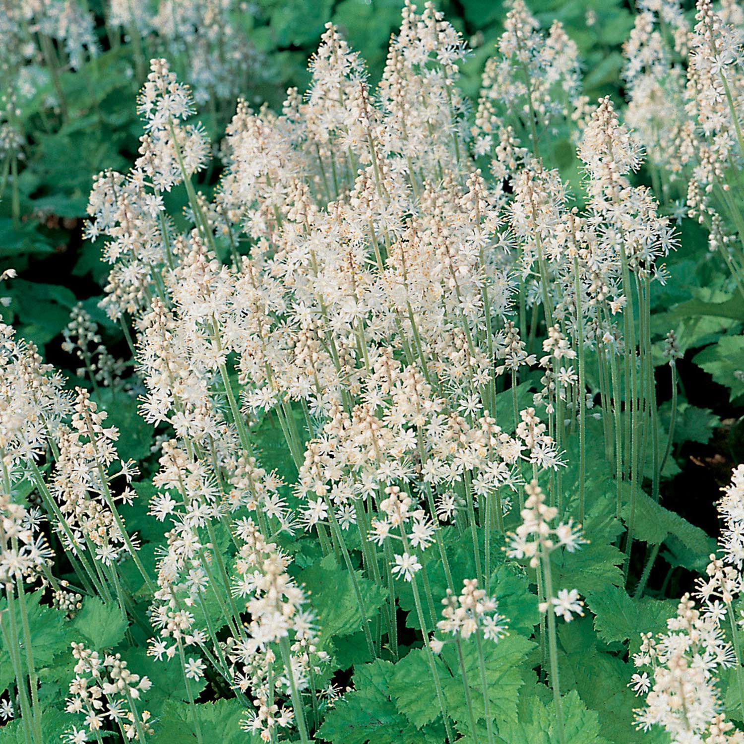 Weiße Schaumblüte