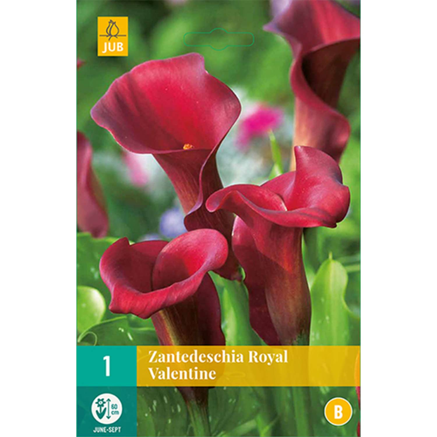 Calla 'Royal Valentine'