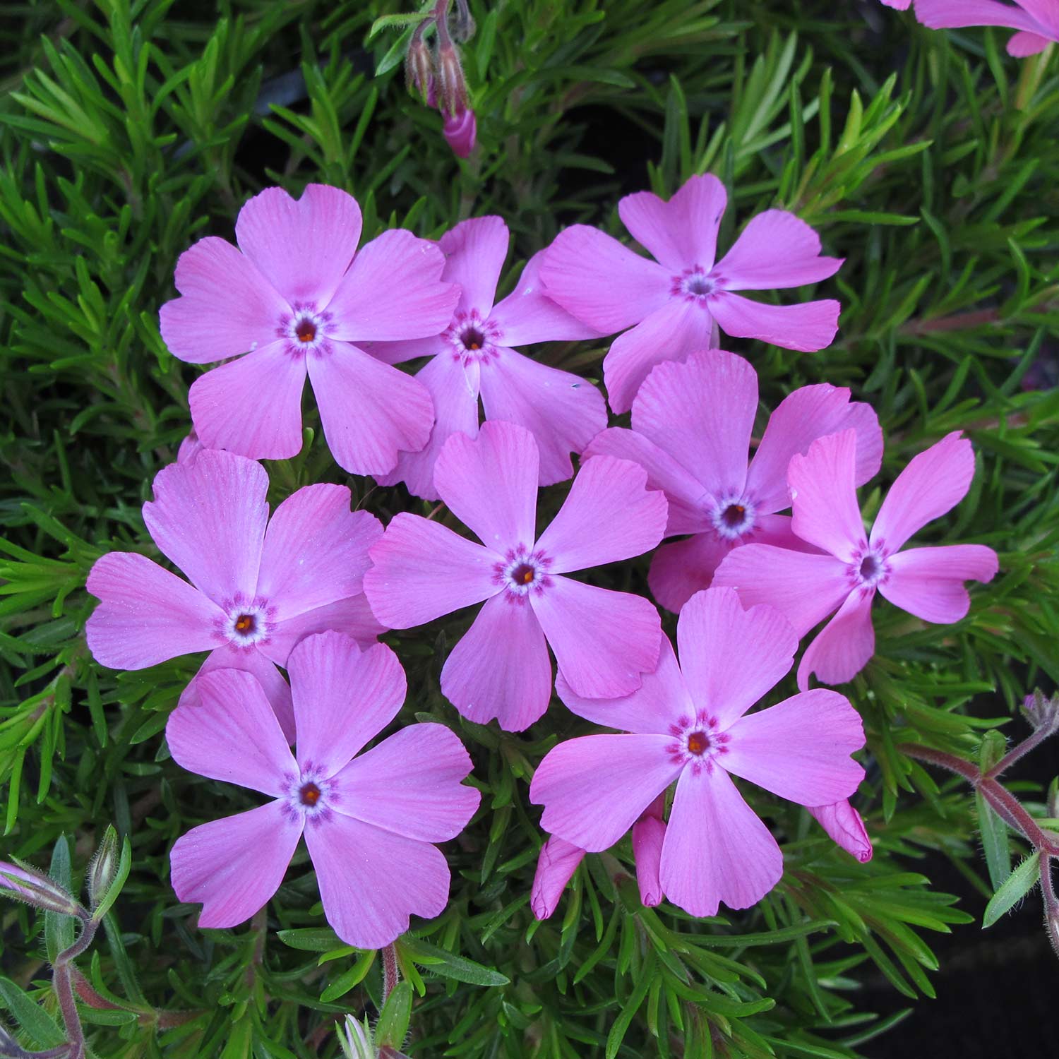 Polsterphlox 'McDaniel's Cushion' C 3