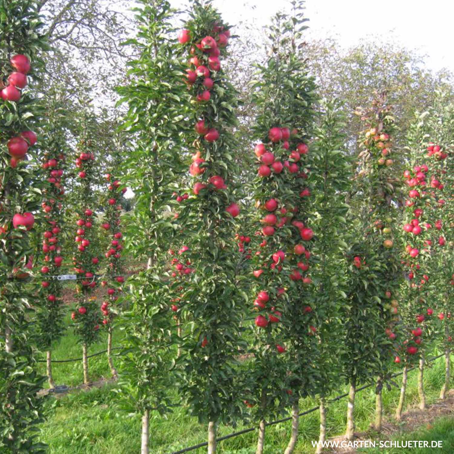 Säulenapfel 'Jucunda'