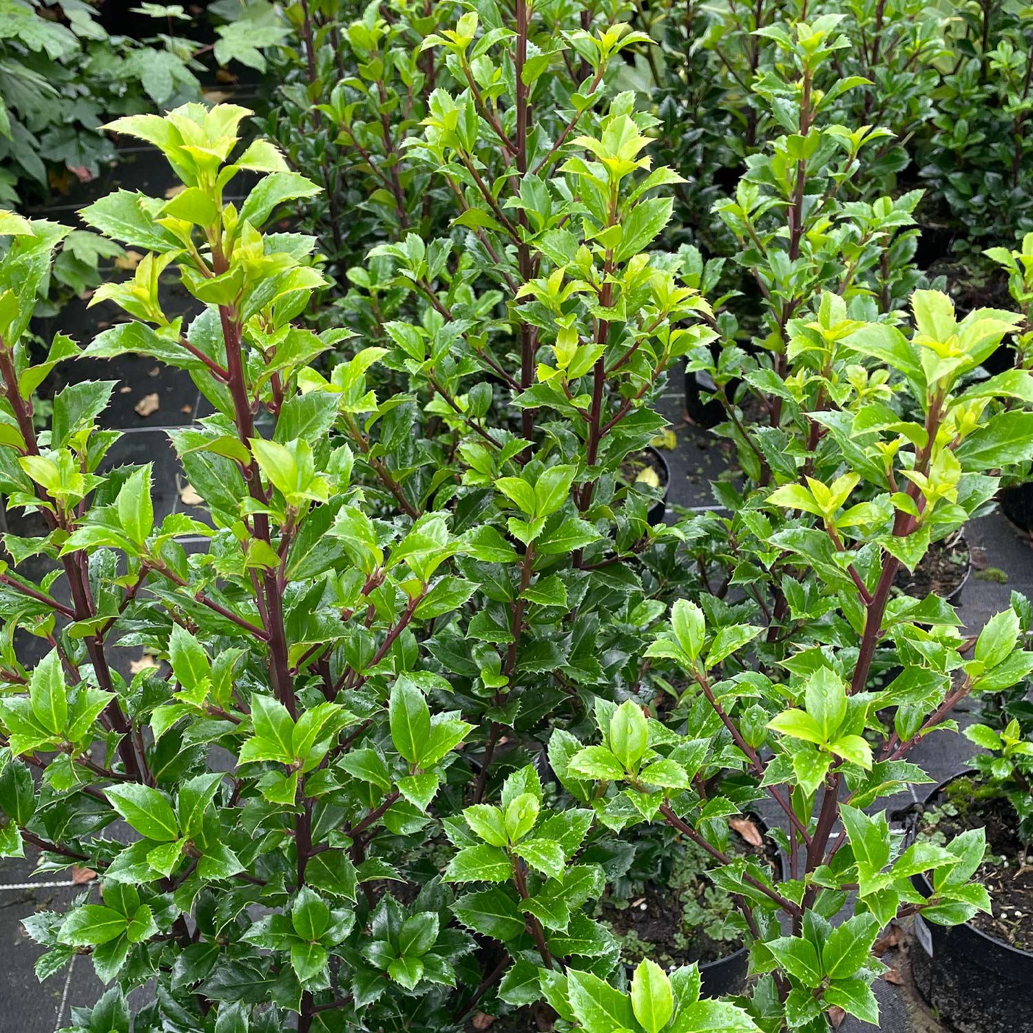 Kategorie <b>Produkt ohne Kategoriezuordnung </b> - Stechpalme - Ilex &#039;Heckenstar&#039; 3 Liter Container, 30 - 40 cm Liefergröße: 30 - 40 cm - Ilex meservae &#039;Heckenstar&quot;