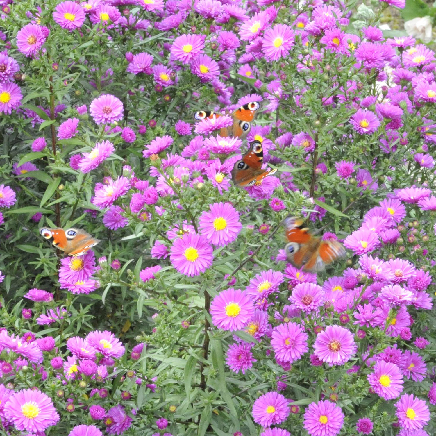 Raublatt-Aster 'Purple Dome'