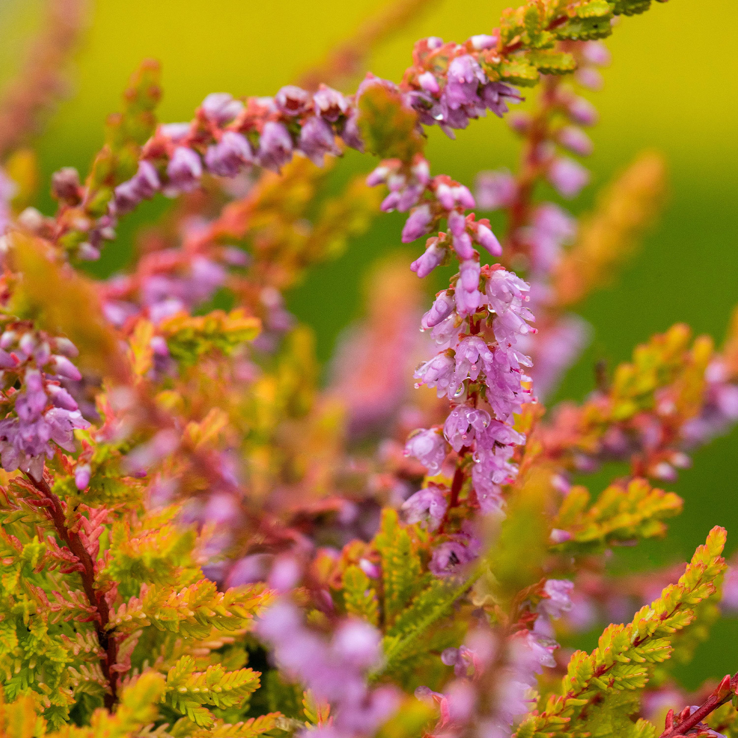 Sommerheide 'Boskoop'