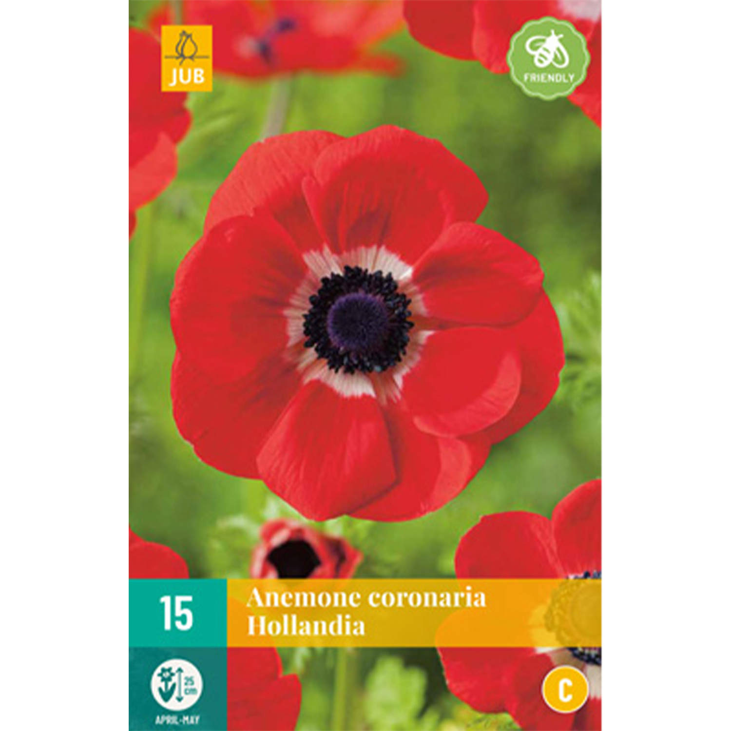 Garten-Anemone 'Hollandia' - 15 Stück