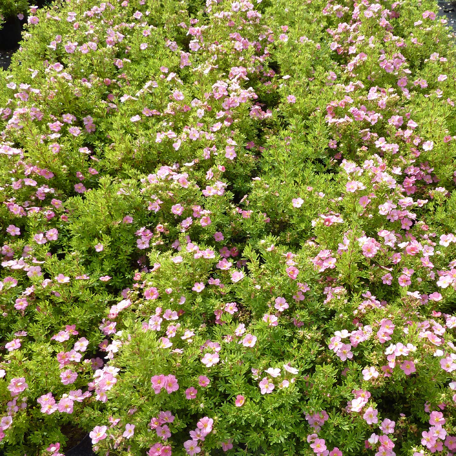 Kategorie <b>Produkt ohne Kategoriezuordnung </b> - Fingerstrauch &#039;Lovely Pink&#039;, 1 Liter, 20 - 30 cm Liefergröße: 20 - 30 cm - Potentilla &#039;Lovely Pink&#039;