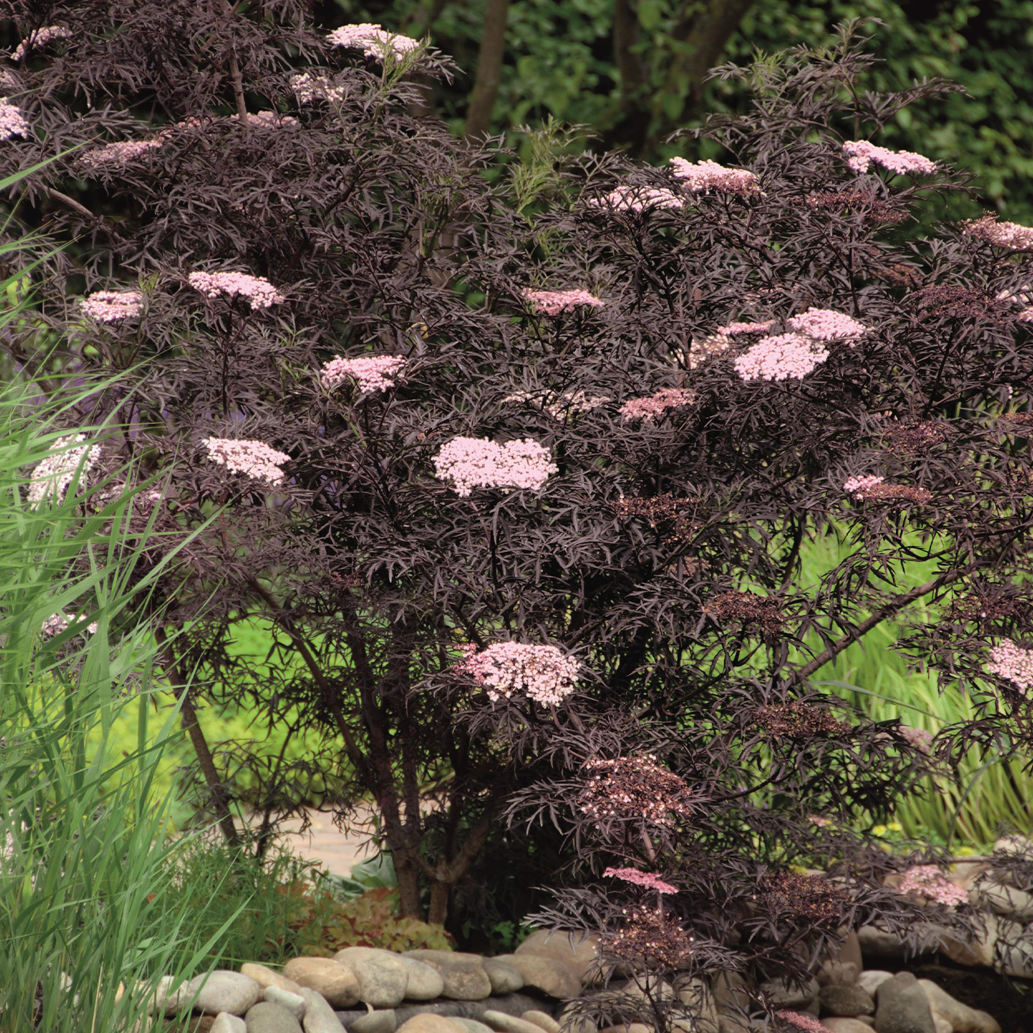 Fliederbeere 'Black Lace®'