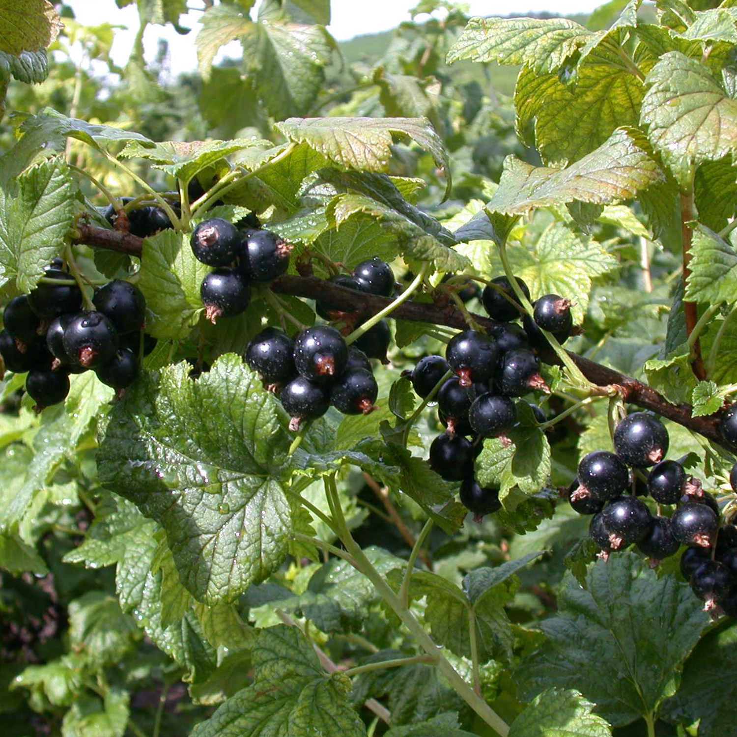 Schwarze Johannisbeere 'Dr. Bauer's Ometa'