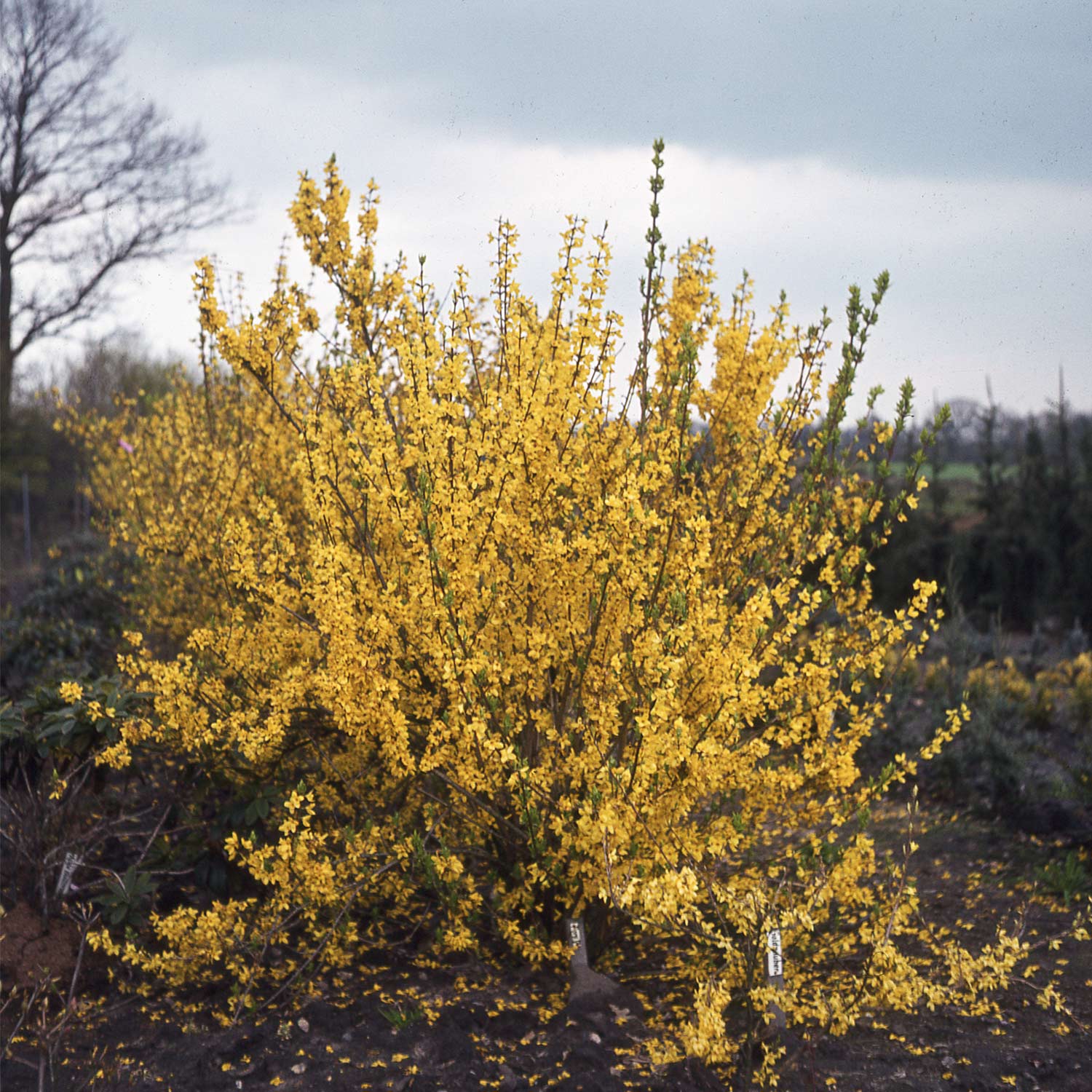 Goldglöckchen / Forsythie 'Spectabilis'