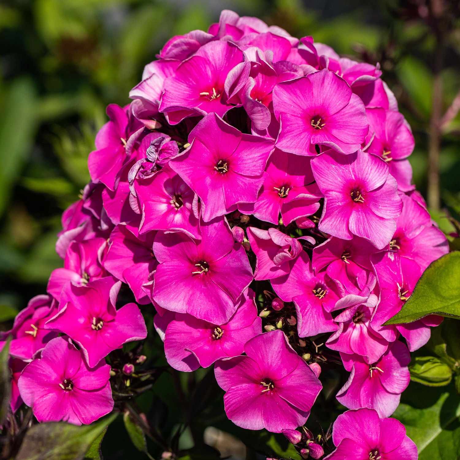 Gartenphlox 'Tenor'