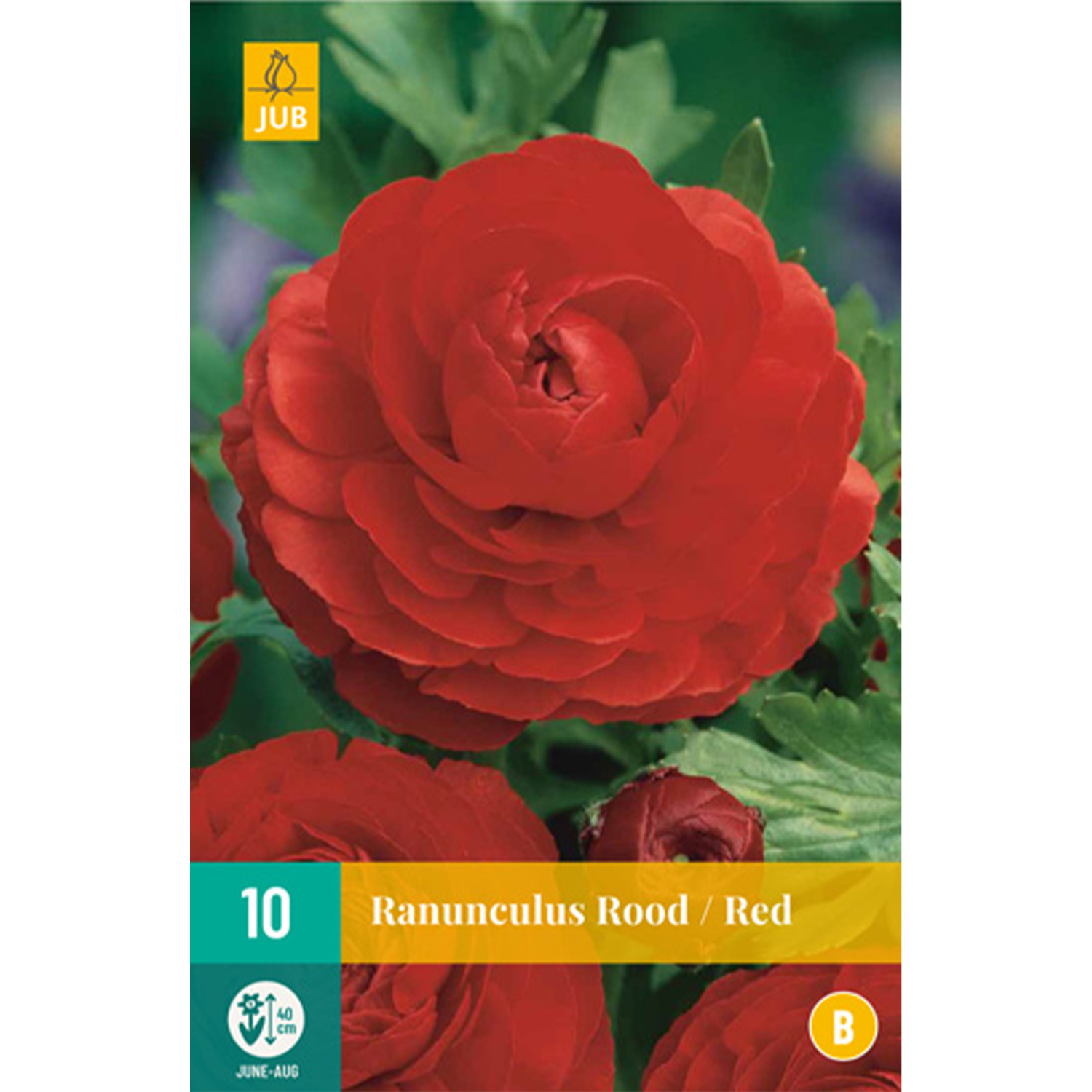 Ranunkeln 'Red' - 10 Stück